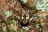 Mitopus morio